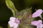 Wild basil 